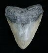 Inch Megalodon Shark Tooth #4062-1